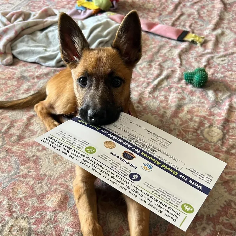 A baby medium-sized female Bicolor Belgian Shepherd / Malinois dog named Crimson for adoption in San Diego, CA