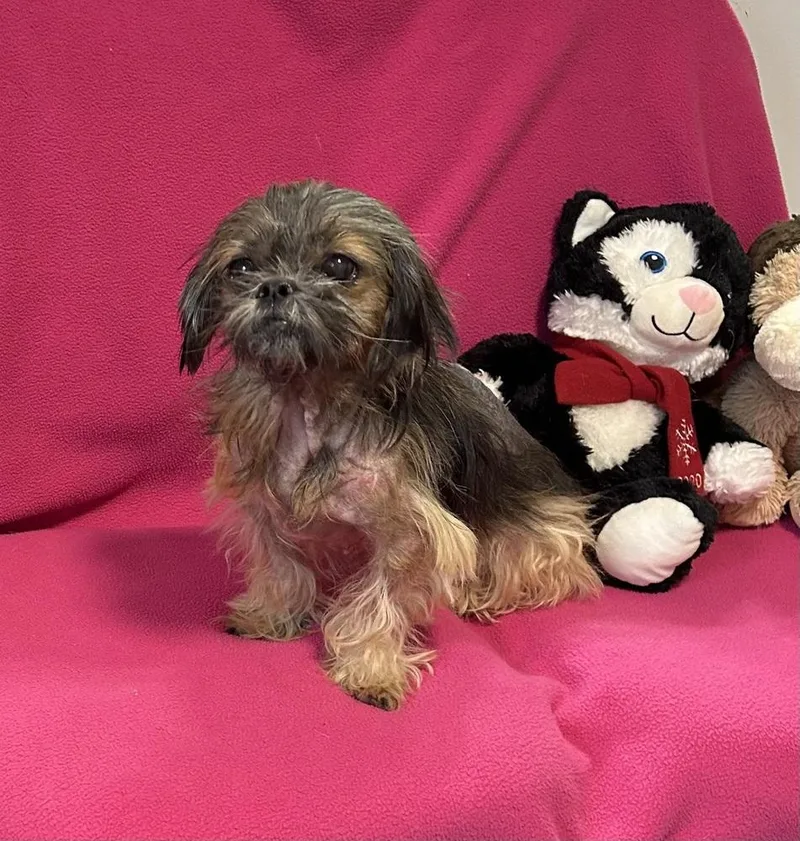 An adult small-sized female Shih Tzu dog named Lulu for adoption in Cedartown, GA