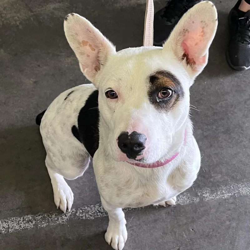 Coco