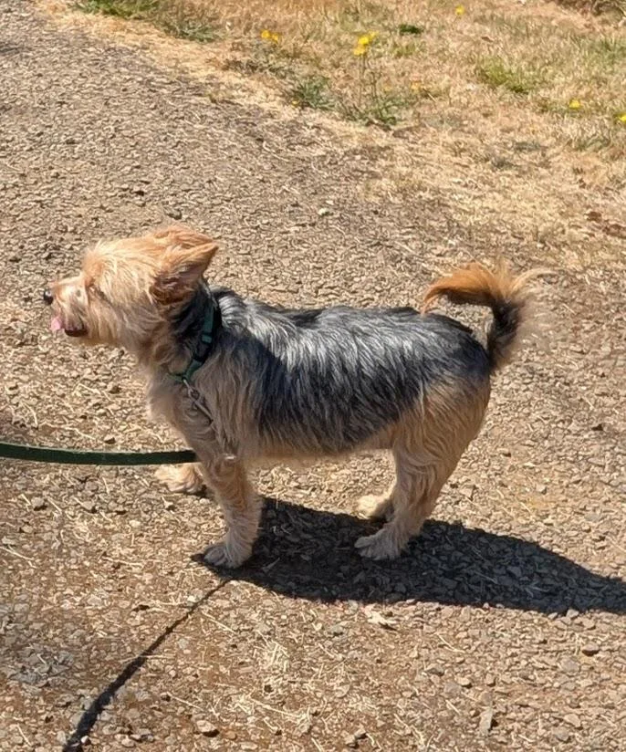 An adult small-sized female Bicolor Yorkshire Terrier dog named Sheri Jo for adoption in Philomath, OR