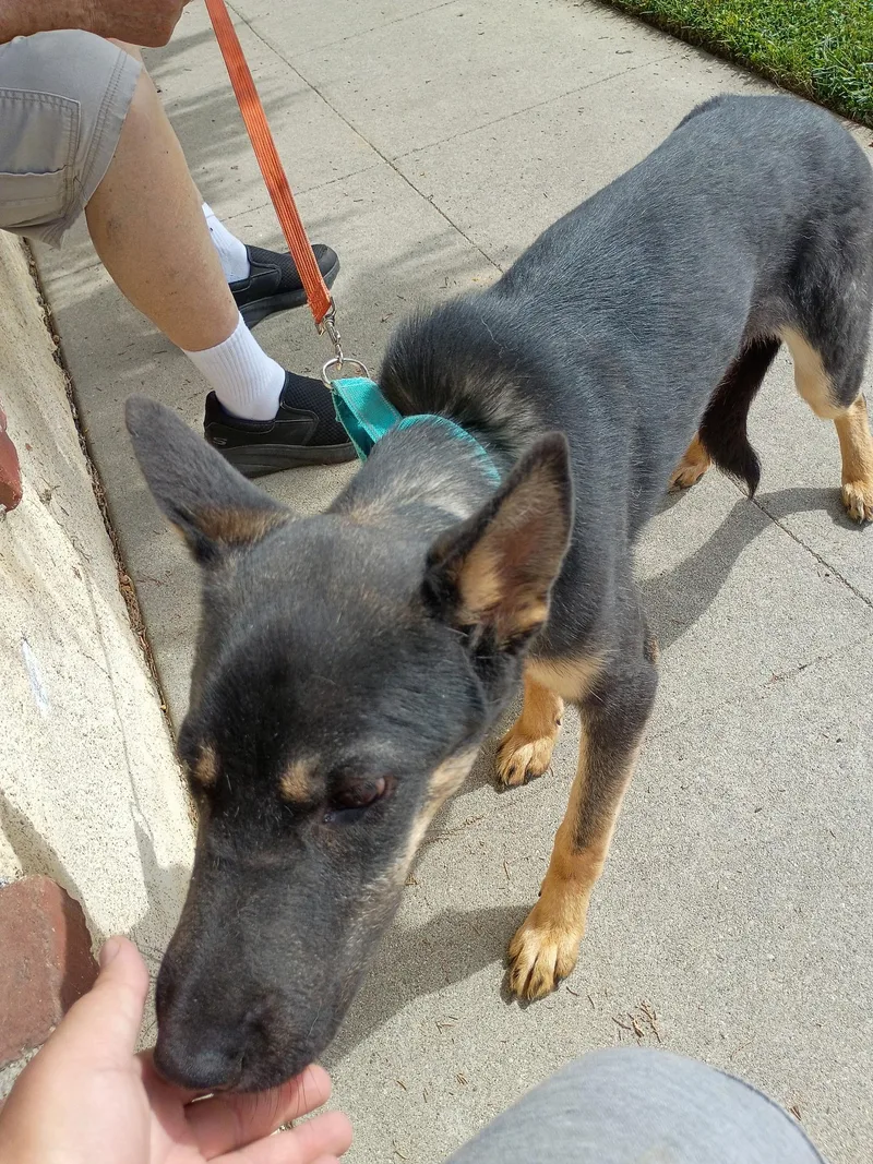 A young medium-sized male Tricolor (Brown, Black, & White) Shepherd dog named Redwood for adoption in Frazier Park, CA