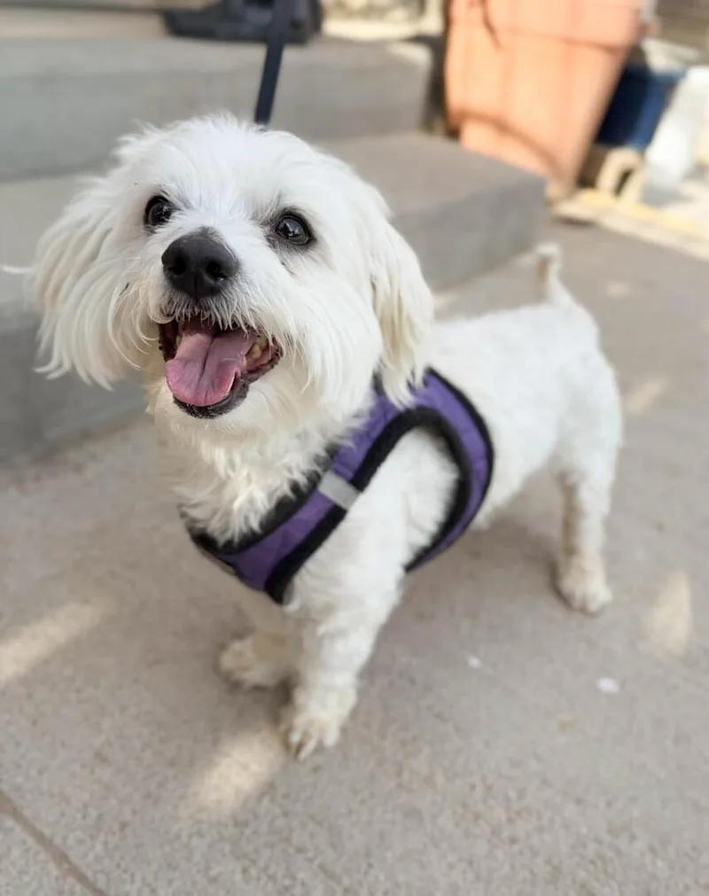 An adult small-sized male Maltese dog named Maverick for adoption in Windsor, CO