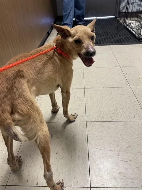 An adult small-sized male Chihuahua dog named Wile for adoption in Stockton, CA
