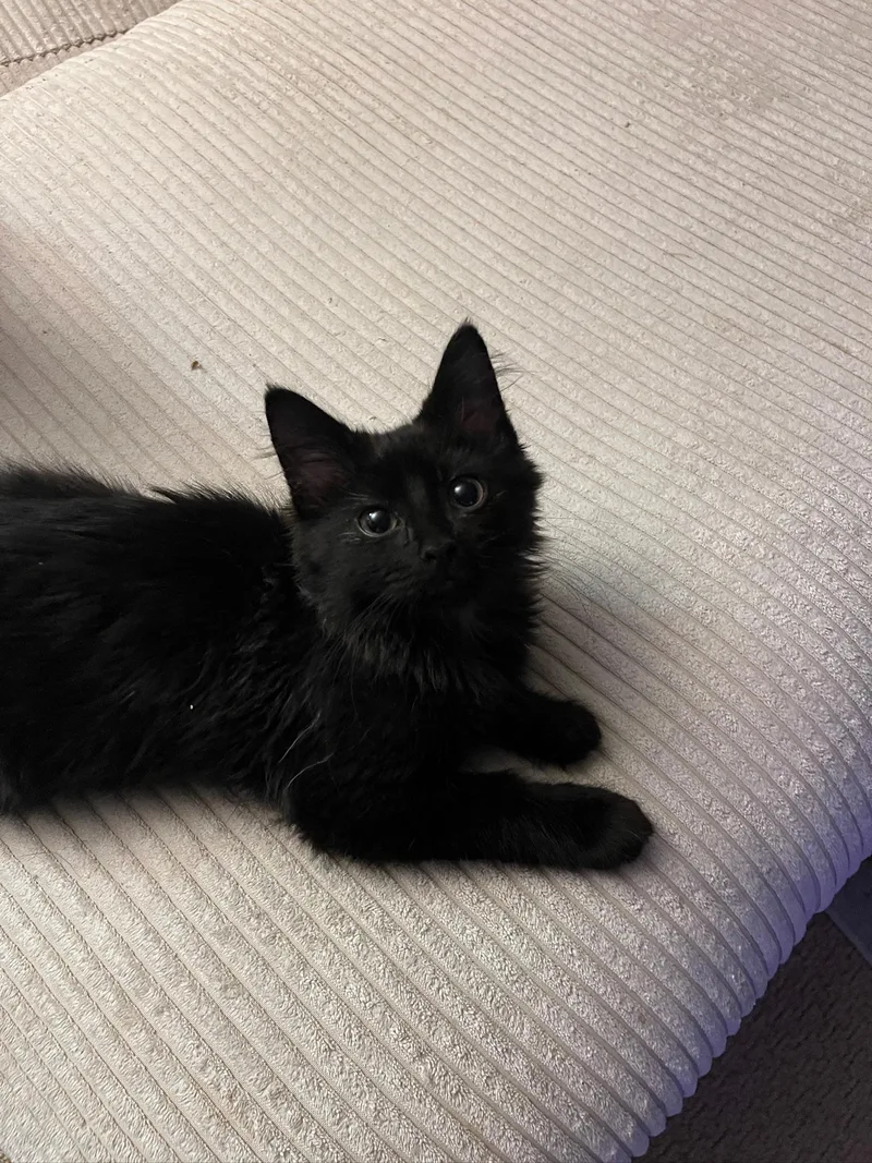 A baby medium-sized male Black Domestic Medium Hair cat named Bing for adoption in Chicago, IL