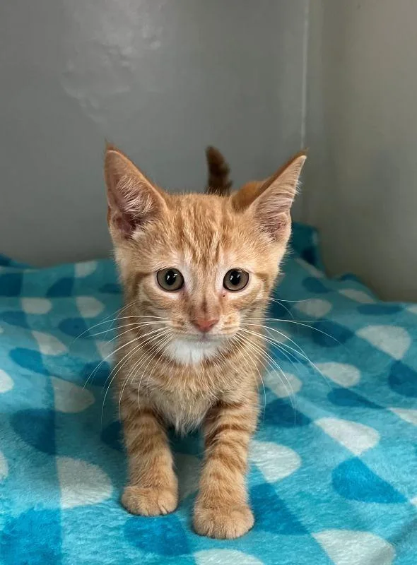 A baby medium-sized male Domestic Short Hair cat named Kevin for adoption in Genoa, IL