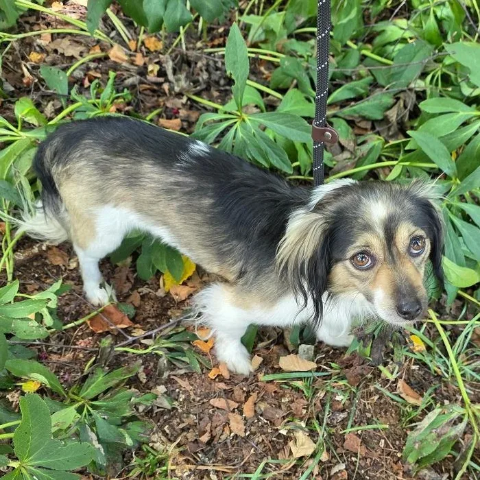 An adult small-sized male Tricolor (Brown, Black, & White) Mixed Breed dog named Shaggy for adoption in Greensboro, NC