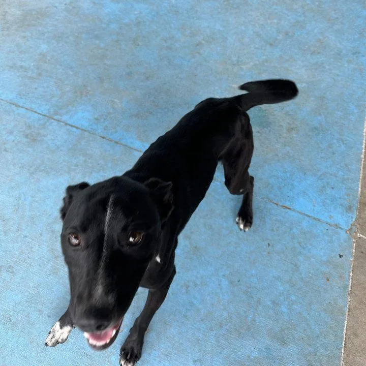 A young medium-sized female Black Australian Cattle Dog / Blue Heeler dog named Ivy for adoption in Springfield, MO