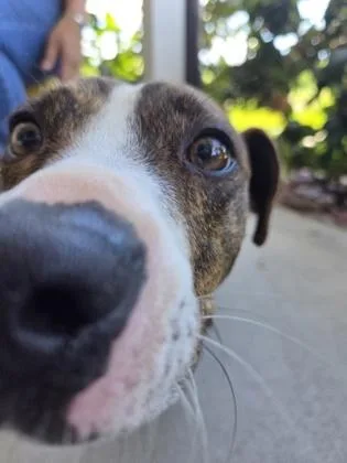 An adult small-sized male Pit Bull Terrier dog named Mickey for adoption in Honolulu, HI