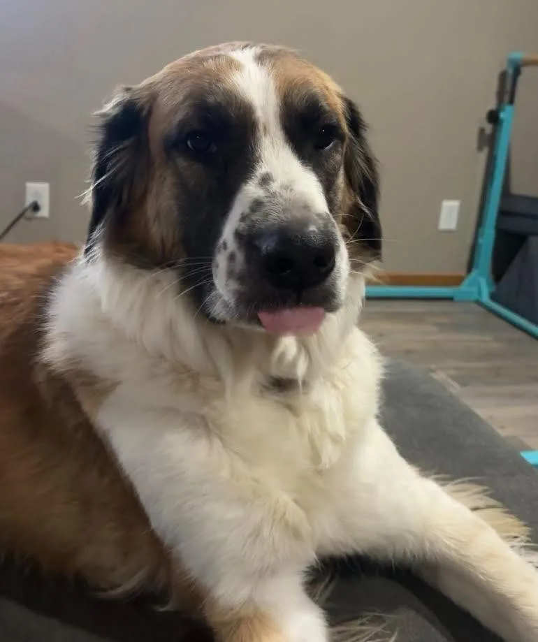 An adult large-sized male Saint Bernard dog named Lebowski Dean for adoption in Bloomington, IN