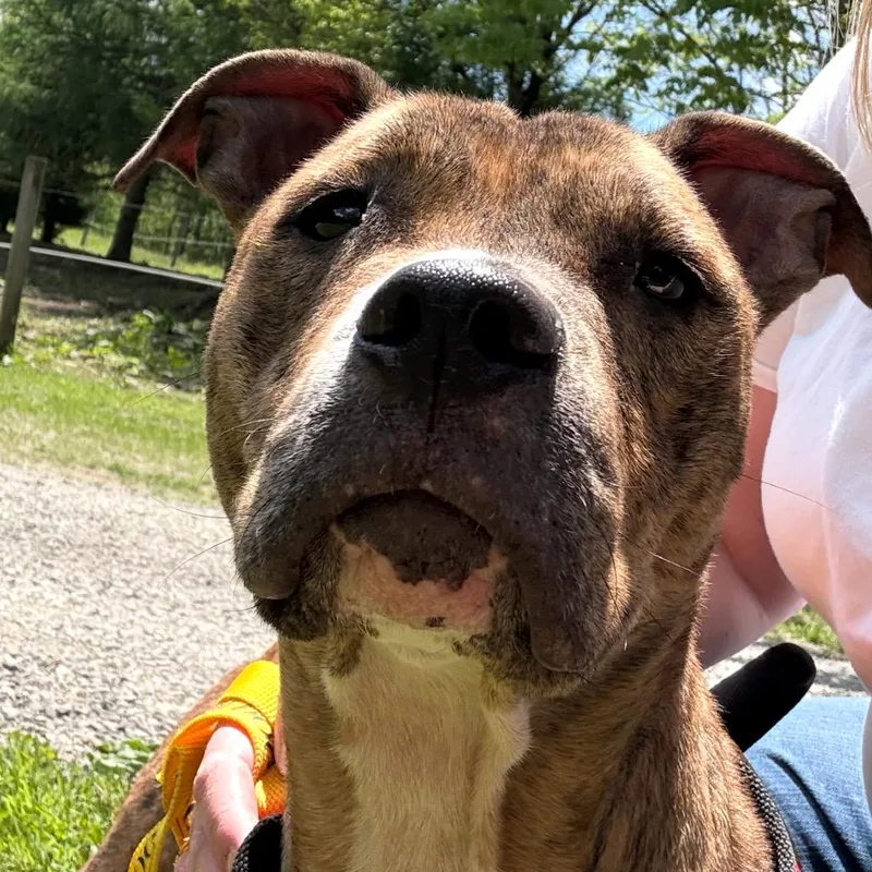 An adult medium-sized female Brindle Pit Bull Terrier dog named Onyx for adoption in Moravia, NY