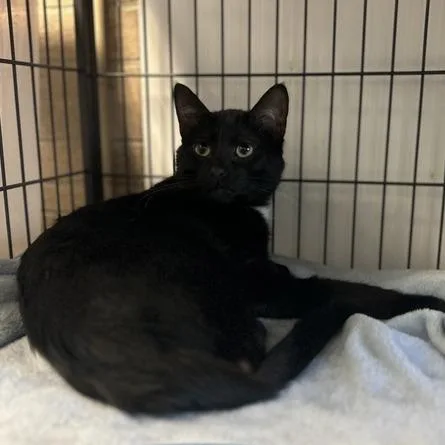 An adult medium-sized male Black Domestic Short Hair cat named Pawticle Accelerator for adoption in Davenport, IA
