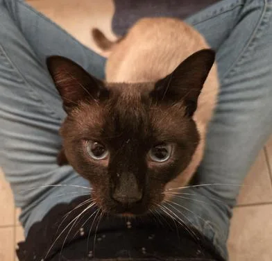 An adult medium-sized male Black Siamese cat named Carlos for adoption in Liverpool, TX