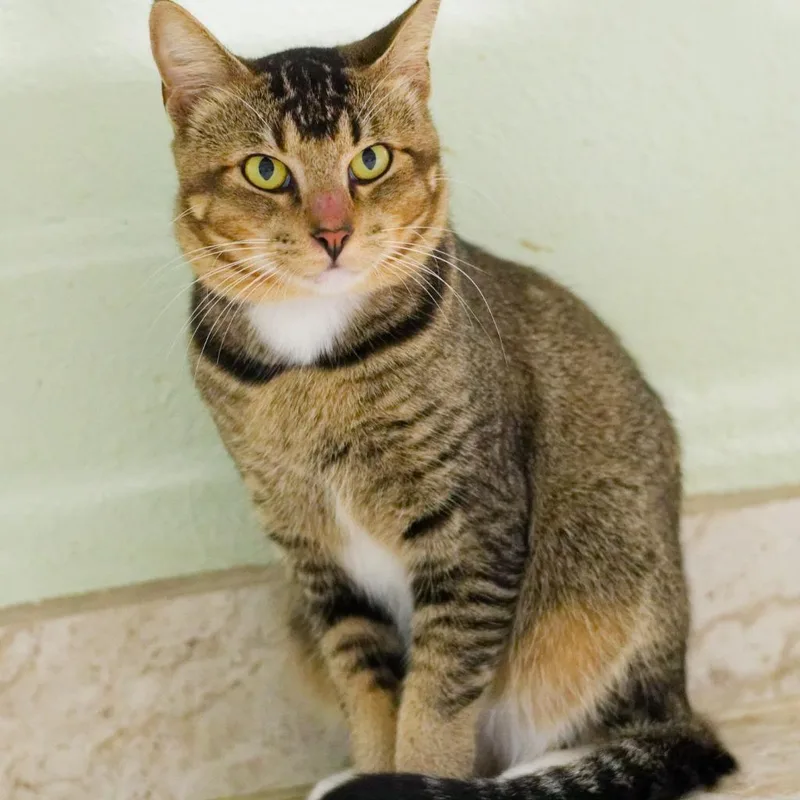 A young medium-sized male Domestic Short Hair cat named Fitz for adoption in Hot Springs, AR