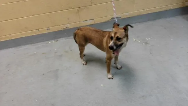 A young medium-sized female Pit Bull Terrier dog named Ruche for adoption in Tulsa, OK
