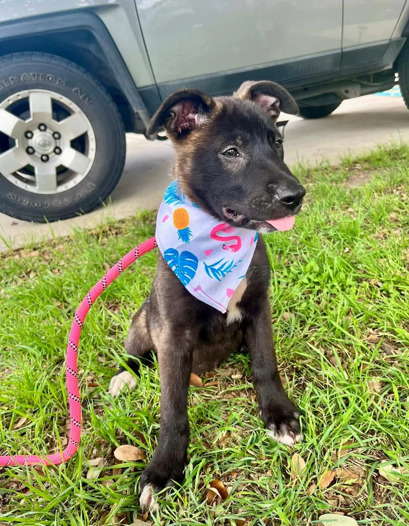 Penny Puppy thumbnail 4