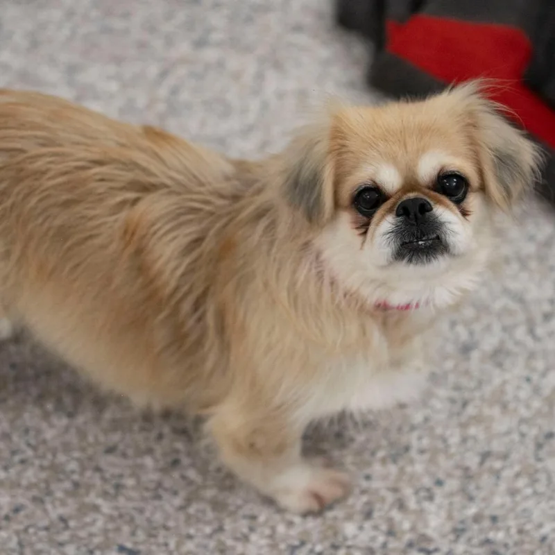 A senior small-sized female Yellow / Tan / Blond / Fawn Pekingese dog named Beauty for adoption in Peyton, CO