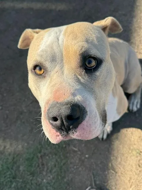 An adult medium-sized male Pit Bull Terrier dog named Tyson for adoption in Riverside, CA