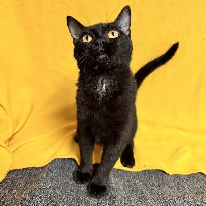 A young medium-sized female Black Domestic Short Hair cat named Vanessa for adoption in Waterloo, IA