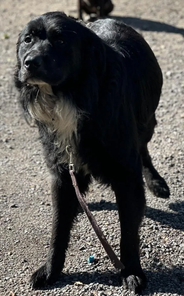 A young large-sized male Mixed Breed dog named Bojo for adoption in Rome, GA