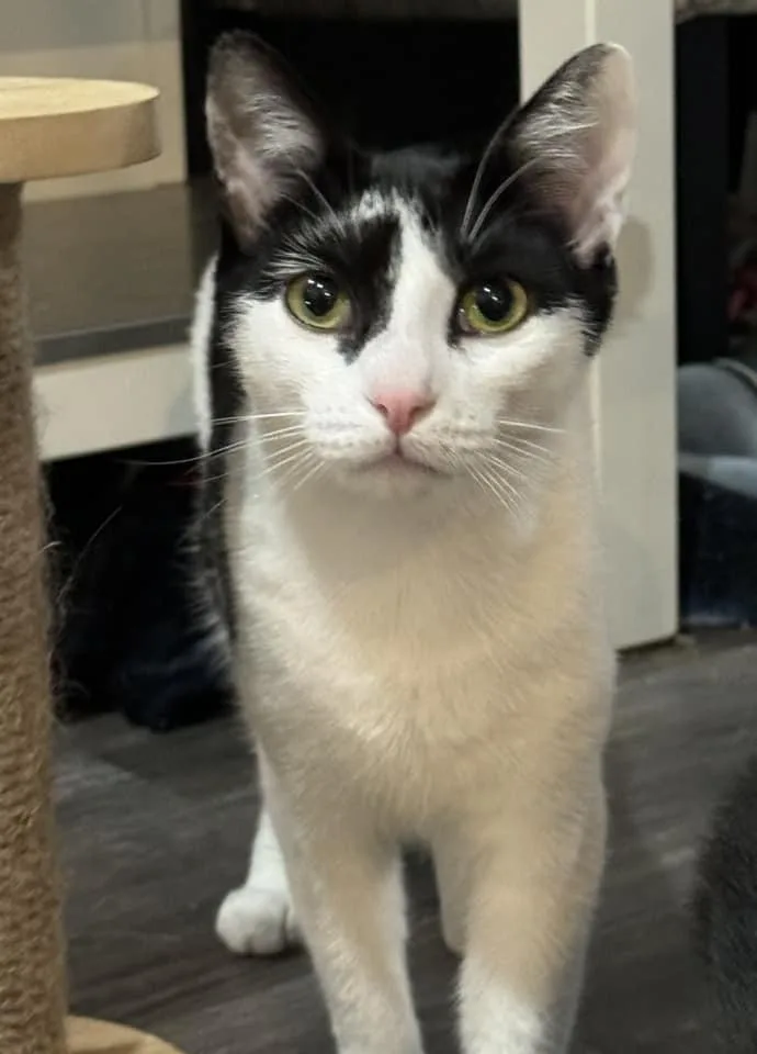 Ophelia Ritt thumbnail 4