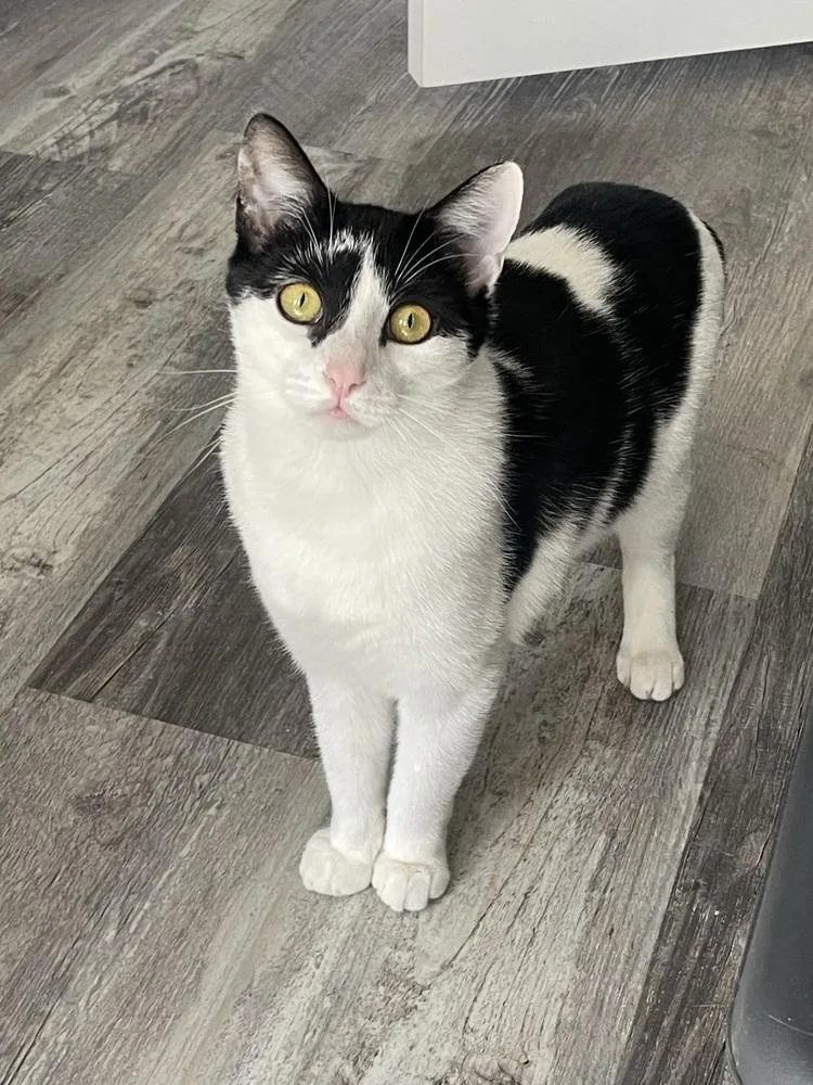 Ophelia Ritt thumbnail 5