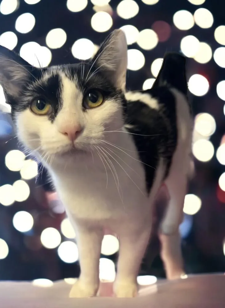 Ophelia Ritt thumbnail 6