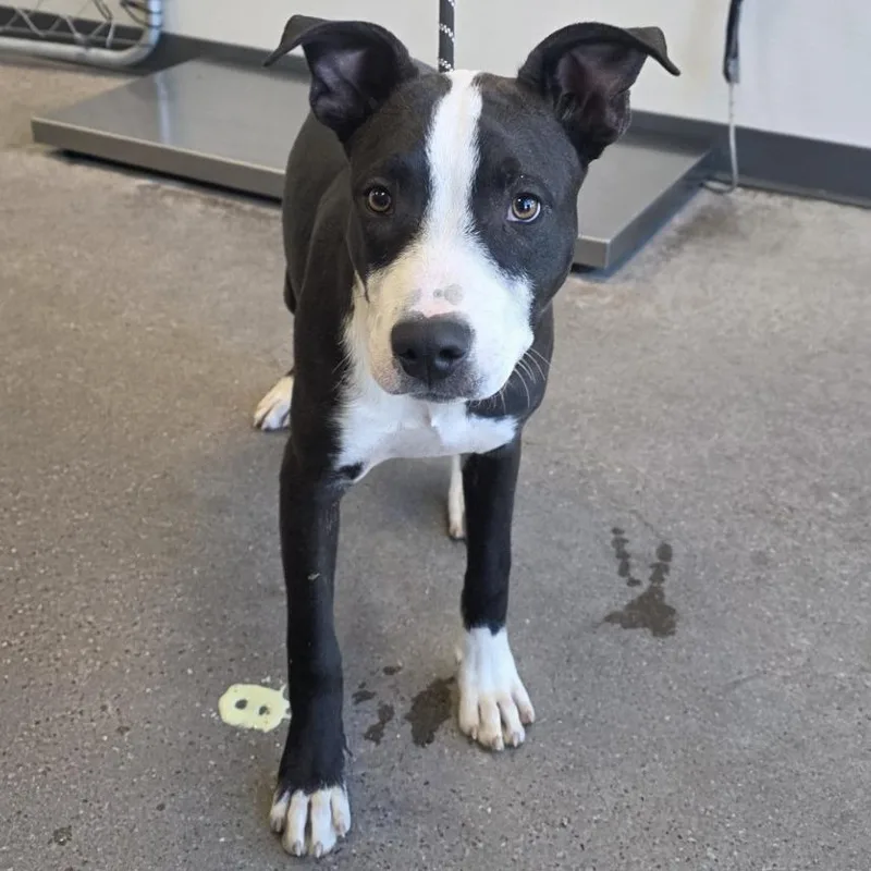 A young medium-sized male Black Mixed Breed dog named Zack for adoption in Las Cruces, NM