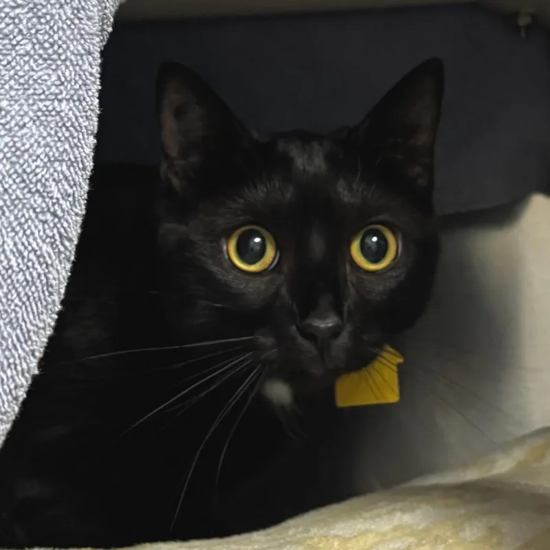 An adult small-sized male Black Domestic Short Hair cat named Enzo for adoption in Springfield, MA