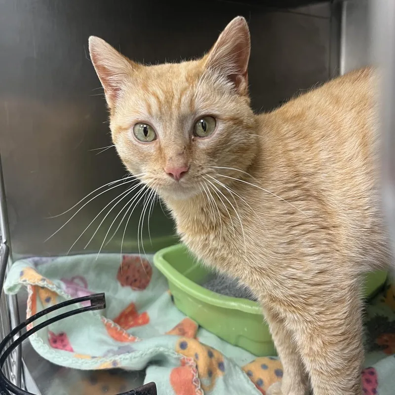 An adult large-sized male Buff / Tan / Fawn Domestic Short Hair cat named Butter for adoption in Galax, VA