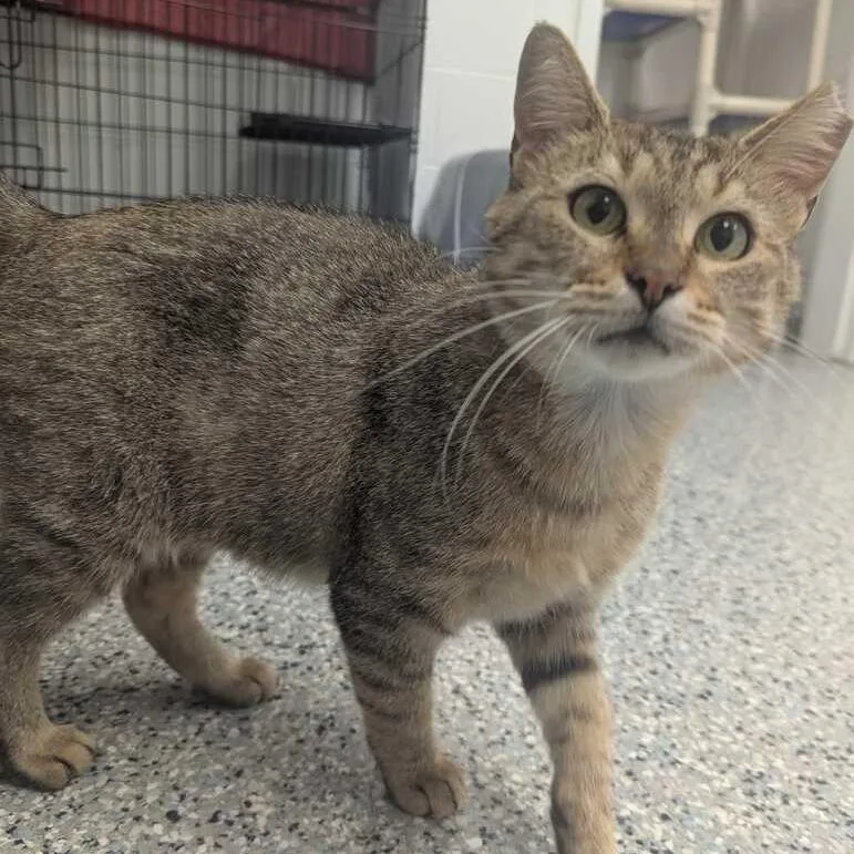An adult medium-sized female Brown / Chocolate Domestic Short Hair cat named Summer for adoption in Dayton, OH