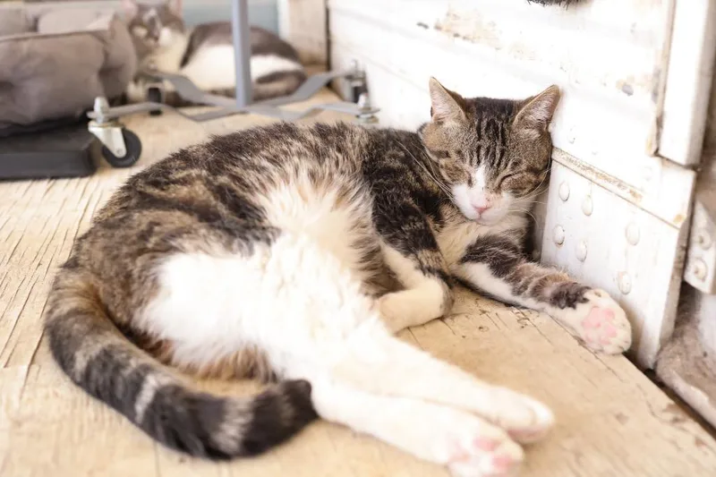 An adult large-sized male Tabby (Buff / Tan / Fawn) Tabby cat named Rogan for adoption in Mira Loma, CA