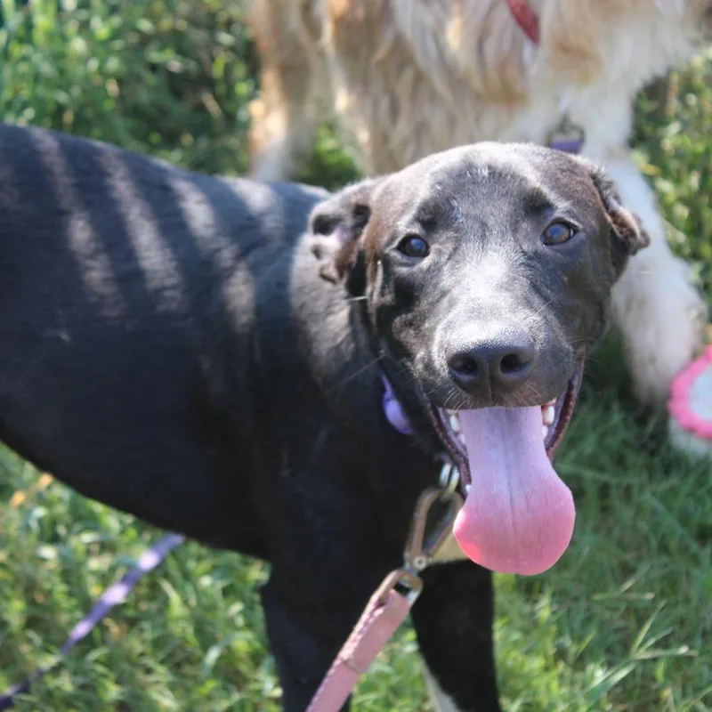 A young medium-sized male Black Retriever dog named Zach for adoption in Cleveland, MS