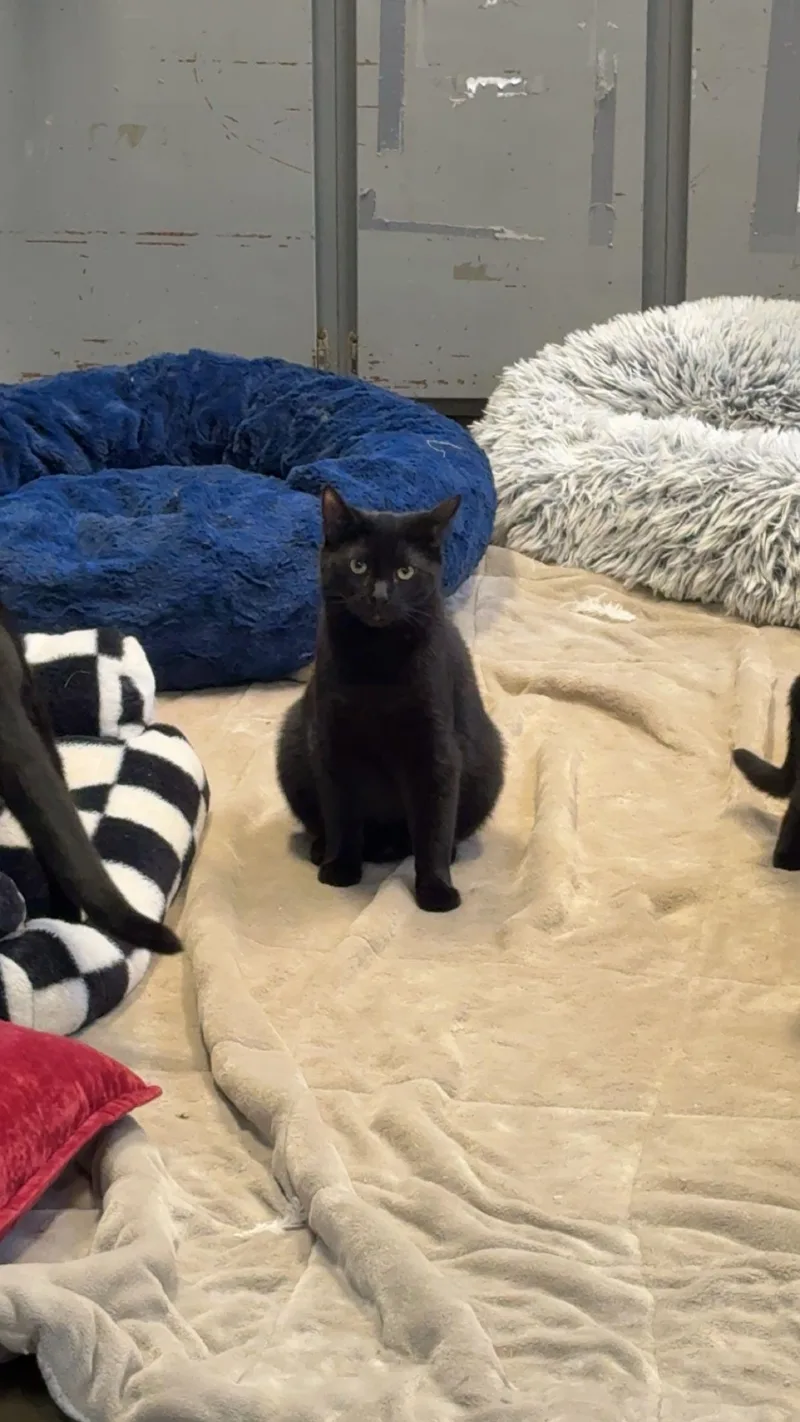 An adult large-sized male Domestic Short Hair cat named Hershey for adoption in Hermitage, PA