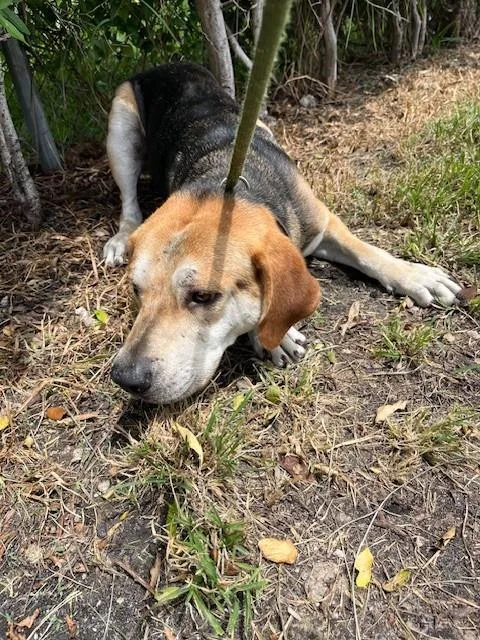 A young large-sized male Harrier dog named Mack for adoption in Miami, FL