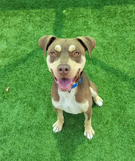 A young medium-sized male Pit Bull Terrier dog named Ansel for adoption in Sarasota, FL
