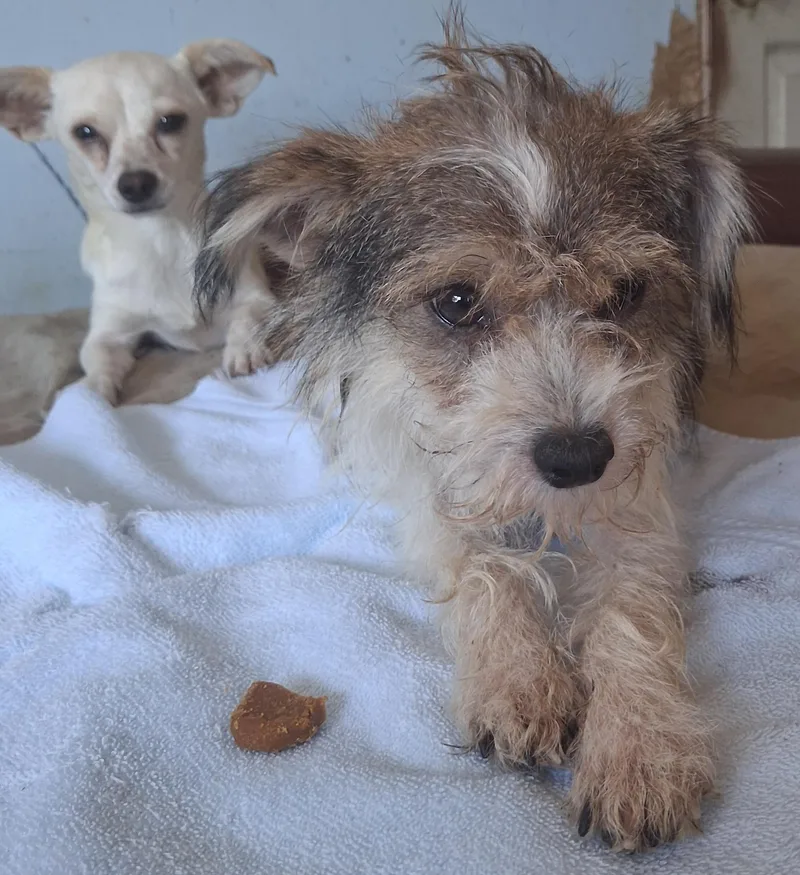 A young small-sized female Chihuahua dog named Alice and Archie  for adoption in Mena, AR