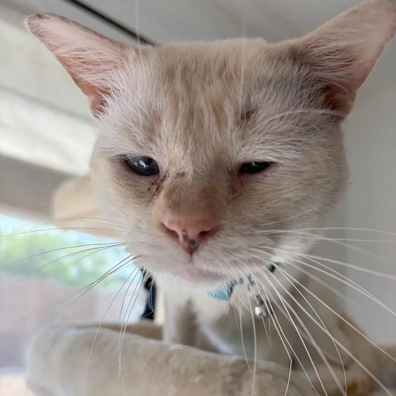 An adult medium-sized male Buff / Tan / Fawn Domestic Short Hair cat named South Goose for adoption in Austin, TX