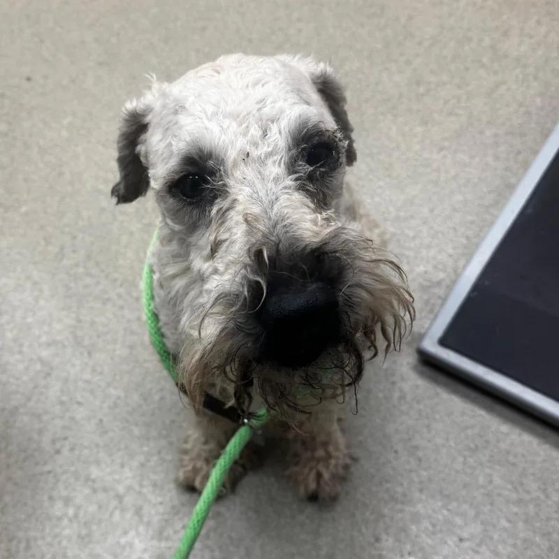 An adult small-sized male Yellow / Tan / Blond / Fawn Wheaten Terrier dog named Zeus for adoption in Birdsboro, PA