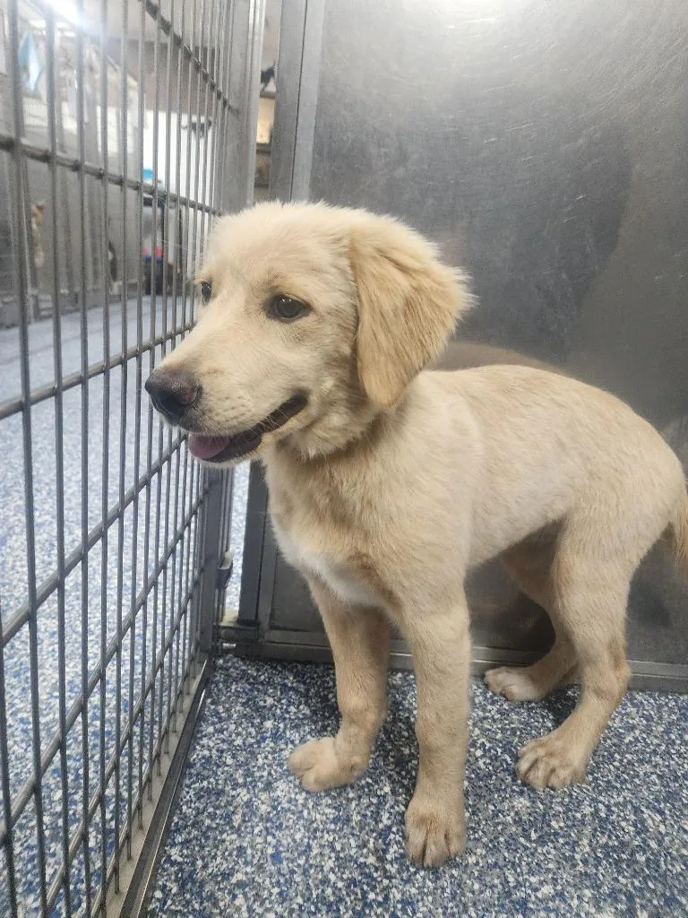 A baby large-sized female Labrador Retriever dog named Daffodil for adoption in Maumelle, AR