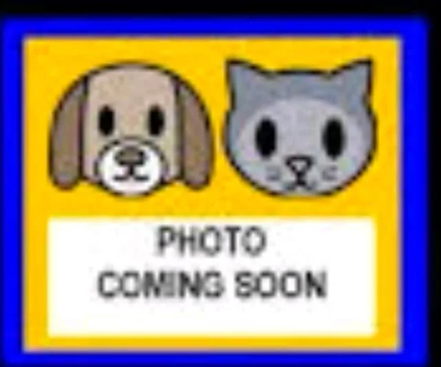 An adult large-sized male American Staffordshire Terrier dog named Boi for adoption in San Antonio, TX