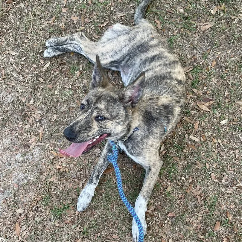 A young large-sized male Brindle Belgian Shepherd / Malinois dog named Kylo for adoption in Freeport, FL