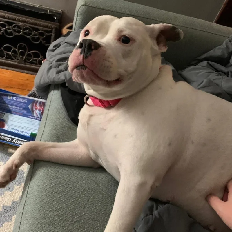 Petunia Cl thumbnail 2