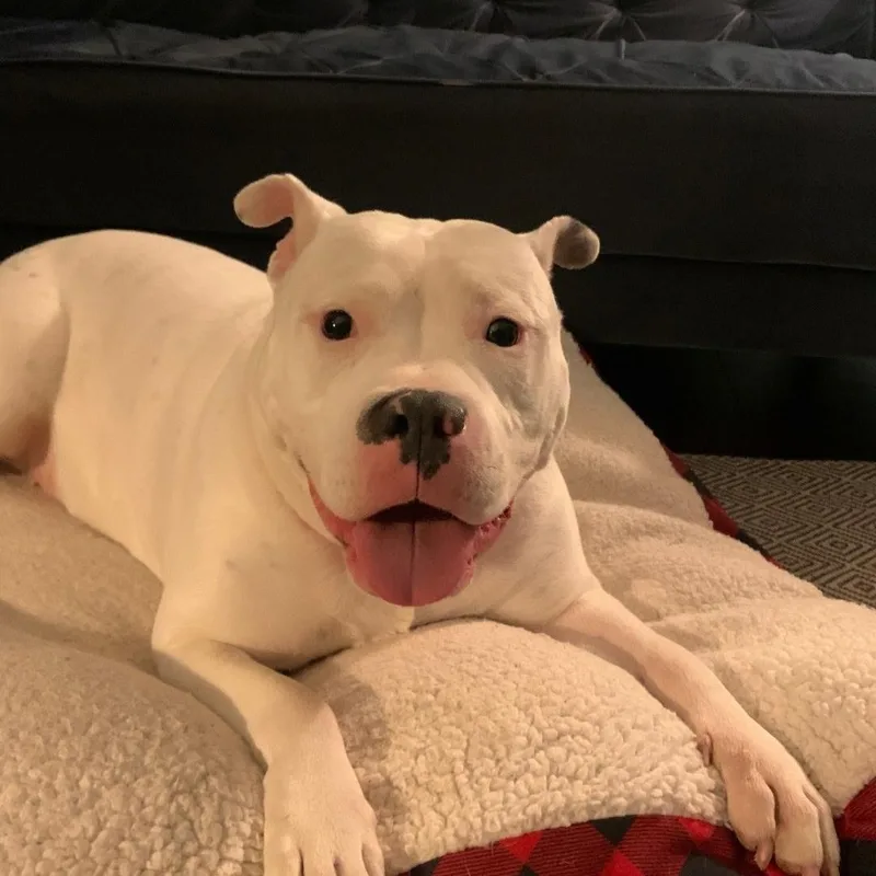 Petunia Cl thumbnail 3