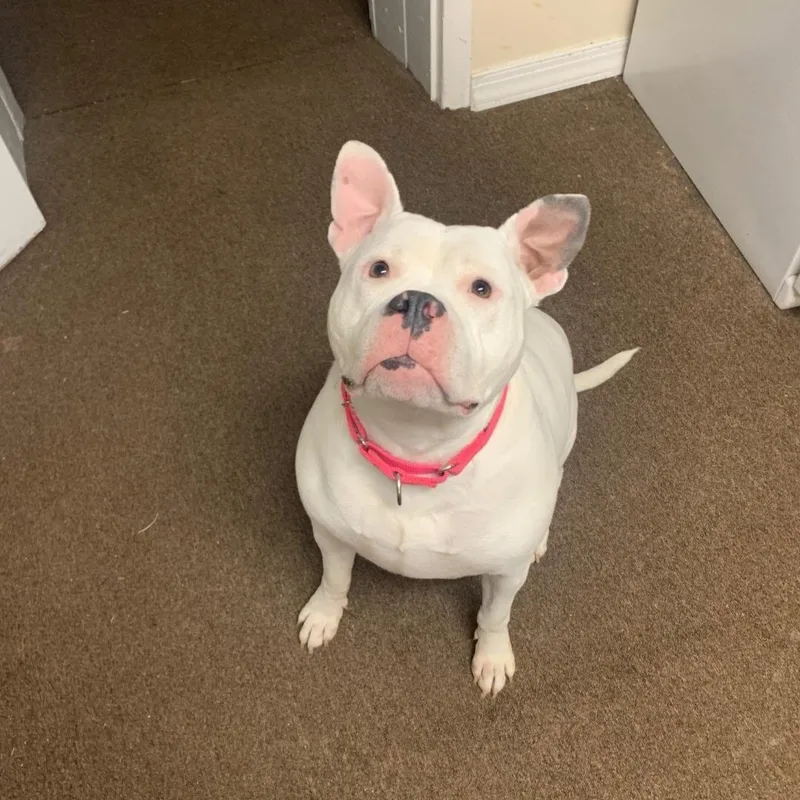 Petunia Cl thumbnail 4