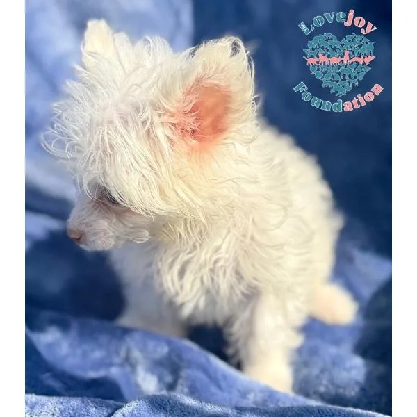 A baby small-sized male White / Cream Maltese dog named Ashley for adoption in Inglewood, CA