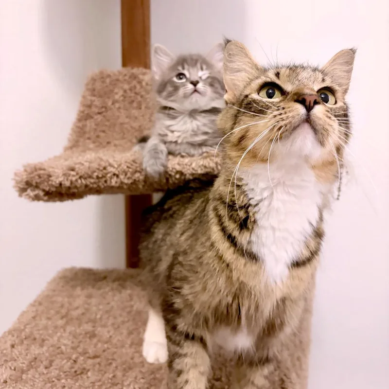 An adult small-sized female Brown / Chocolate Domestic Short Hair cat named Fruit Ninja for adoption in Austin, TX
