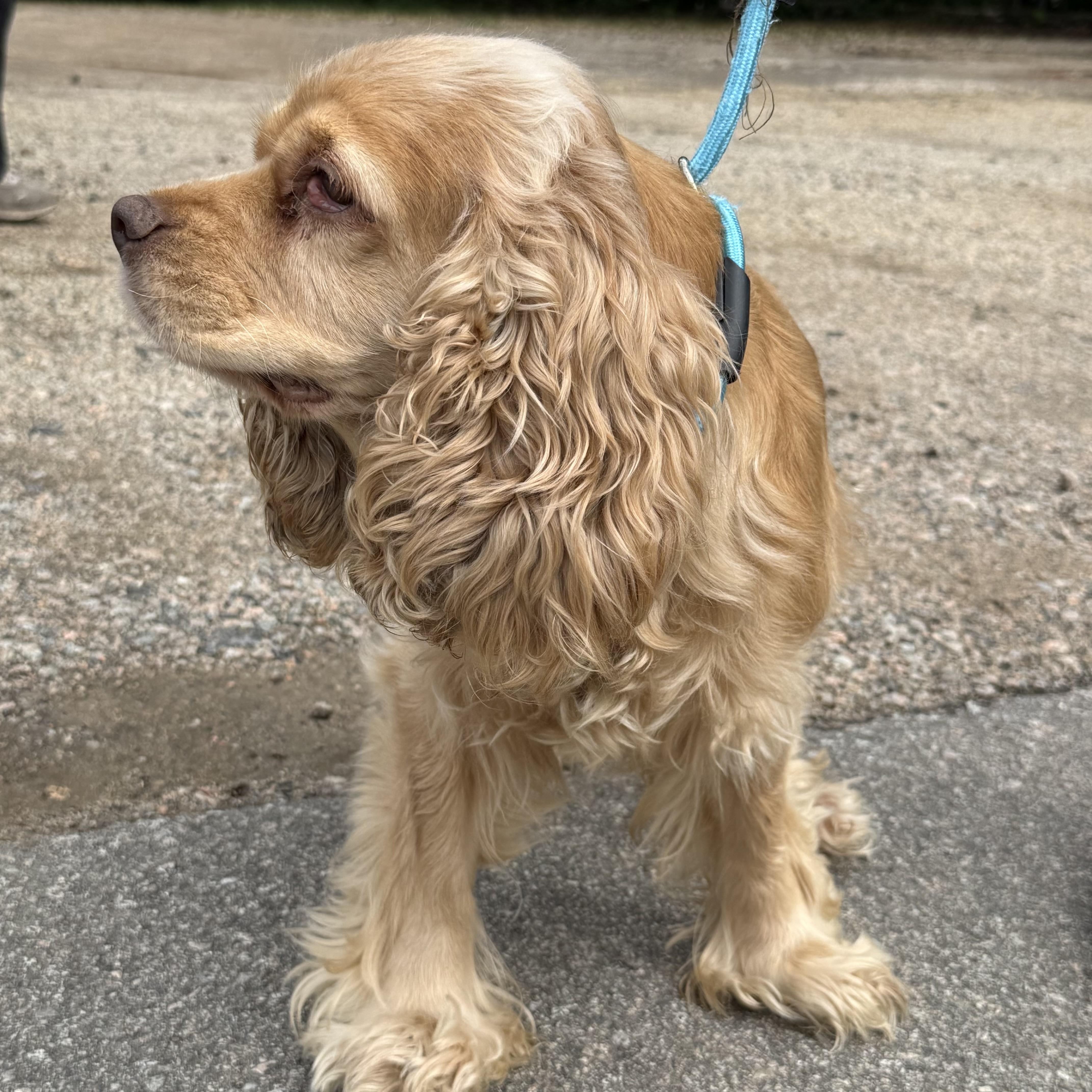 An adult medium-sized female Cocker Spaniel dog named Sage for adoption in Columbia, SC