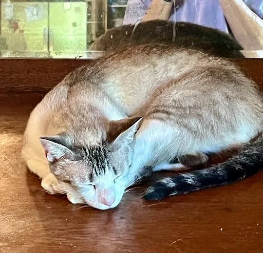 A young medium-sized female Domestic Short Hair cat named Agatha for adoption in Lunenburg, MA