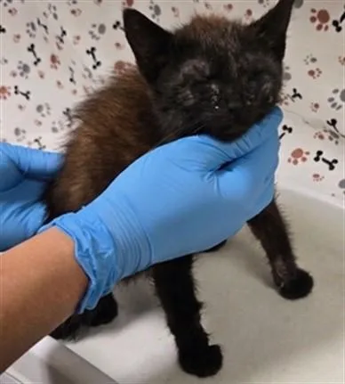 A baby small-sized female Domestic Long Hair cat named Zero for adoption in Riverside, CA