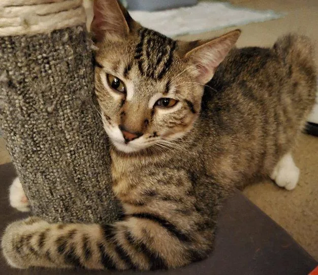 An adult medium-sized male Domestic Short Hair cat named Tinker for adoption in Glendale, AZ